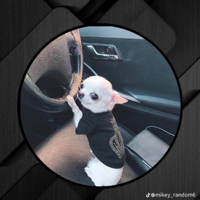 Evilginx's profile picture