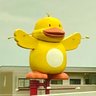 寺田下心's profile picture