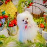Фото профиля ラブちゃんだよ
