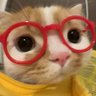ทวพ (🥦) profil fotoğrafı
