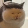 しま子⚡️ 的头像