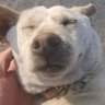 Zzzz profil fotoğrafı