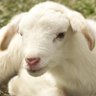 Profilbild von vegan scum