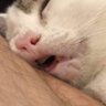 kucing jantan profil fotoğrafı