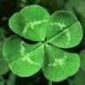4LeafClover🍀 的头像