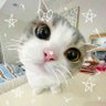 쮸쮸 profil fotoğrafı