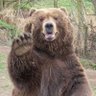 Animalia's profile picture