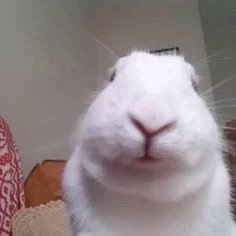 umanzoo's profile picture
