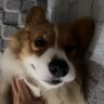 pup's profile picture