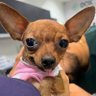 Фото профиля pinscher com língua pra fora