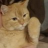 YourLocalPopcat profil fotoğrafı