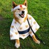Фото профиля 🐝柴犬はち
