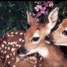 Фото профиля الريـ🦌ـم
