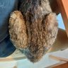 北の米農家 黒ラブのパパ 的头像