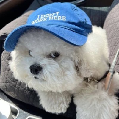 🐈⬛𝘊𝘢𝘭𝘭𝘮𝘦𝘊._🐾's profile picture