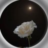 Profilbild von أريـن