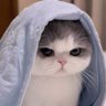 Loli Mindset's profile picture