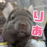 ハク's profile picture
