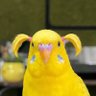 burung 的头像