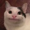 かぶねこ 的头像