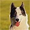 Фото профиля old dog