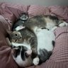 みおママ profil fotoğrafı