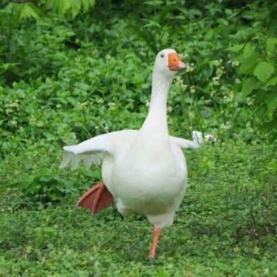 MarkChampion66's profile picture