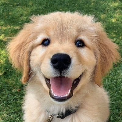 PawfectlyCaptured's profile picture