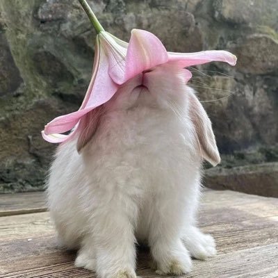rkfeed's profile picture