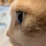 Фото профиля 三毛猫の横顔
