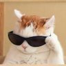 Mansa's profile picture