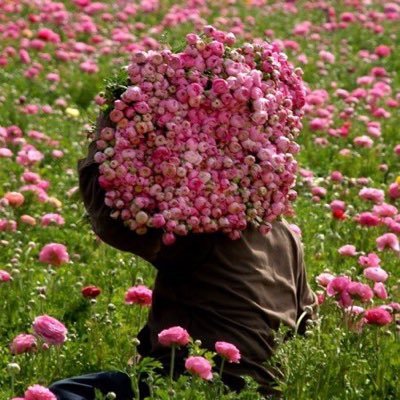 ros_ie9's profile picture