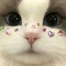 cat's profile picture