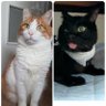 やよ。 profil fotoğrafı