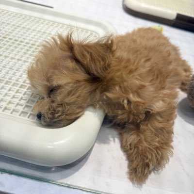sukimero_dayo's profile picture