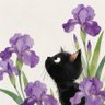 Profilbild von Schrödinger's Iris
