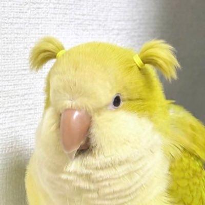 미샹's profile picture