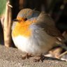 Profilbild von bird
