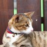 Yuycat Lin profil fotoğrafı