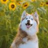 Sun Flower's profile picture