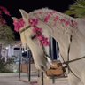 يقين 🇸🇦 profil fotoğrafı
