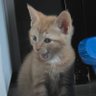 Profilbild von Caturday