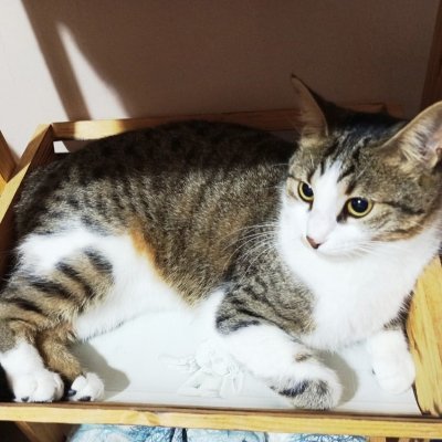 🐈⬛🦮Ayşegül Açıkgöz🐕🐈🐈⬛'s profile picture