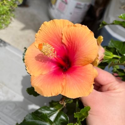 Rainased's profile picture