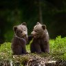 Wee Bear x profil fotoğrafı