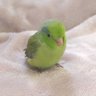 Фото профиля ぽっぱ🍏