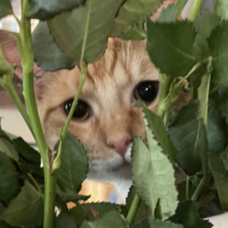 AriVLRNT's profile picture