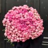 Peony profil fotoğrafı