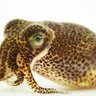 Фото профиля Squid'sSummerChillChest