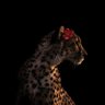 Remas. profil fotoğrafı